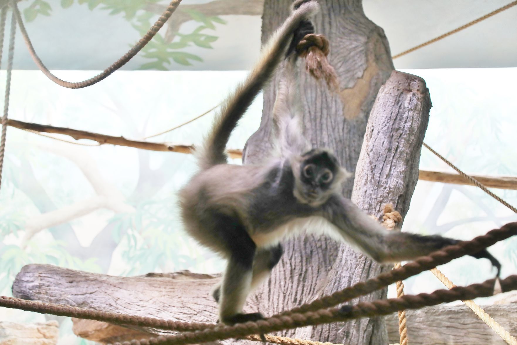 2018-Zoo-Ado-008.JPG